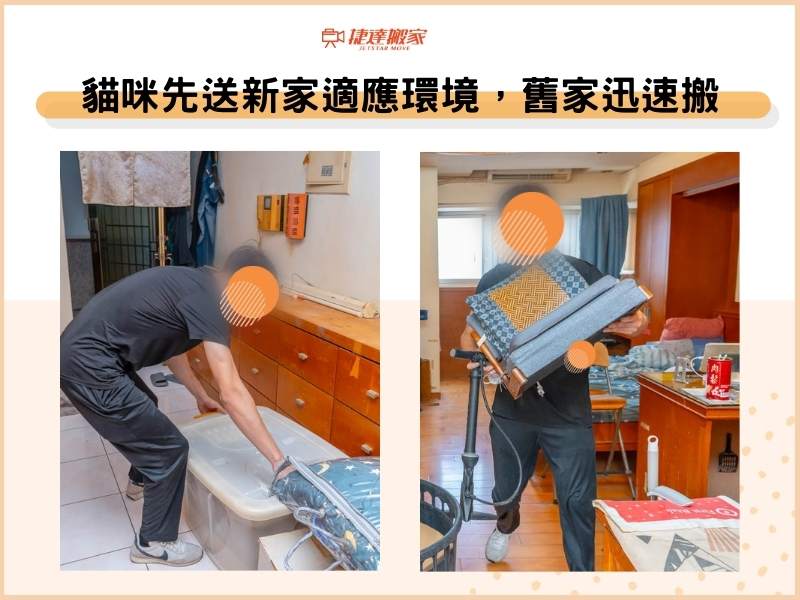 寵物貓先送新家適應新環境，舊家現場迅速搬